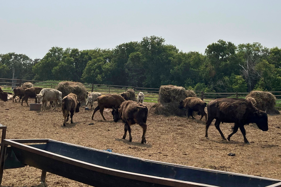 Empowering the Next Generation: Sioux Valley Dakota Nation FACTS Camp Revitalizes Tradition